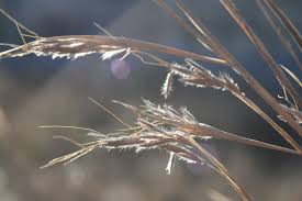 Image result for Hyparrhenia anamesa