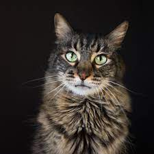 Tabby Cat Cat Portrait Cat Photography Animal Photo Cat Photo Shoot Cat Photography Cat Photo Cat Portraits