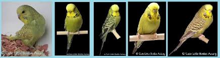 Budgie Mutation And Color Guide Cute Little Birdies Aviary