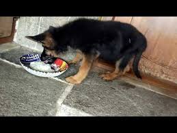 German Shepherd Gsd 2 Month Puppy Eating Food Youtube