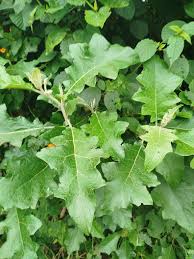 Image result for Hippocratea buchananii