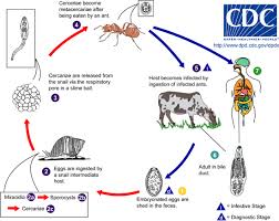 Lancet Fluke Life Cycle Gene Expression Liver Fluke Intestinal Parasites