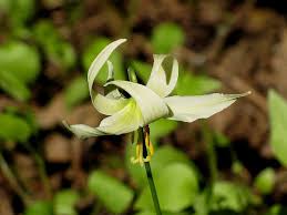 Check spelling or type a new query. Illinois Flowers Pictures And Great Identification Tips Green Nature