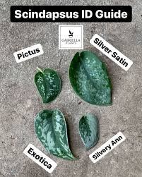 We Made This For You Scindapsus Plants House Plants House Plants Decor