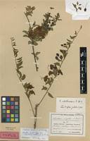 Image result for Maerua edulis