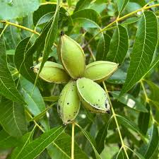 Image result for Carya illinoinensis