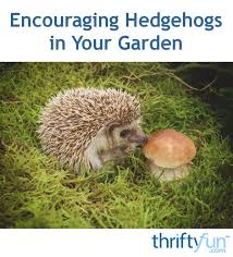 Encouraging Hedgehogs In Your Garden Garden Hedgehog Wildlife Gardening