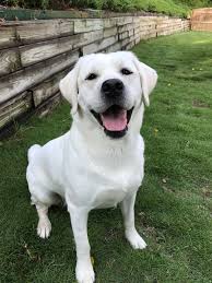 We did not find results for: Funny White Labrador Puppies For Sale In Tennessee L2sanpiero