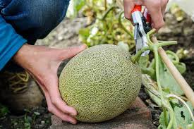 Your garden supply and advice hq. How To Grow Melons From Seed Bbc Gardeners World Magazine