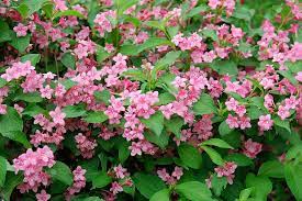 New varieties grow in a pillar (columnar) shape or small rounded dwarf shrub form, so they fit in every garden. 23 Beautiful Flowering Shrubs Best Flowering Bushes For Gardens