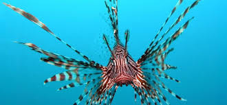 avladığı aslan balığı serdar söyler ile ilgili görsel sonucu