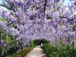 Wisteria At The Villa Bardini Florence In April Wisteria Pergola Covered Pergola Wisteria