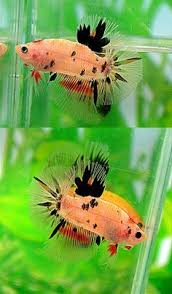 Gıant hmpk betta fısh 02. 20 Koi And Giant Bettas Ideas Betta Betta Fish Siamese Fighting Fish