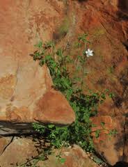 Image result for Hibiscus meyeri