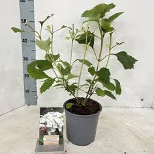 Image result for Hydrangea macrophylla bela obrázek