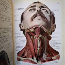 Johannes Sobotta 1869 1945 Was A German Anatomist Known For His Atlas On Human Anatomy In Three Vol Human Figure Drawing Human Anatomy Drawing Figure Drawing