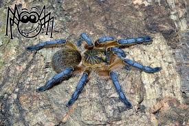 Pin On Madarpokok Tarantulas