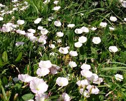 Image result for Convolvulus arvensis