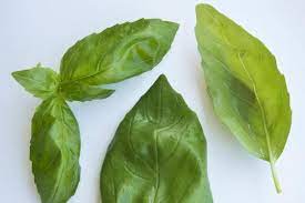 We did not find results for: Know Your Basil Food News Top Stories The Straits Times