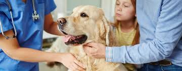 Just like humans, there are many reasons why puppies vomit. Dog Vomiting When It S Serious What To Do Purina