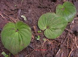 Image result for Nervilia petraea