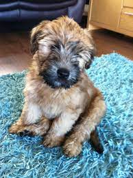 Ted The Soft Coated Wheaten Terrier Aged 9 Weeks Wheaten Terrier Puppy Cute Dogs Breeds Soft Coated Wheaten Terrier