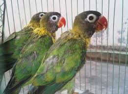 30 jenis lovebird tercantik lengkap dengan gambarnya. Download 93 Gambar Burung Lovebird Umur 5 Bulan Terbaik Gratis
