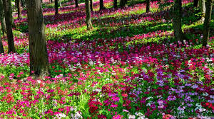 It has since become the trademark symbol for the film. Flower Garden Flower Garden Wallpapers Sky Hd Wallpaper 32 Desktop Background