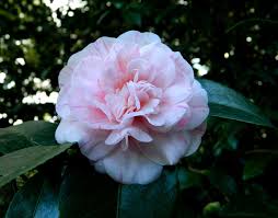 Camelia Torre De Lama Flowers Plants Peonies