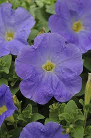 With hanging baskets being our specialty, and our basket numbers we grow and retail having doubled each year since we started our business in 2012, we've compiled six of our most successful tips for you to grow and sell a better basket. 10 Select Hanging Basket Assorted Varieties At Menards
