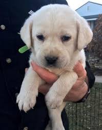 Why buy a labrador retriever puppy for sale if you can adopt and save a life? Labrador Retriever Puppy For Sale Adoption Rescue For Sale In Lebanon Pennsylvania Classified Americanlisted Com