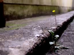Whenever we're walking along the street or through alleyways and find flowers growing out of stone and concrete, it's definitely heroic. Hope Thaomonkje
