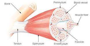 Move Your Muscles Lesson Muscle Hypertrophy Skeletal Muscle Muscle Structure