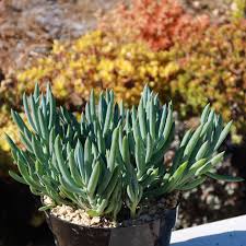 Image result for tbn:HNtrRnQBmFuaxM::www.bluechopsticks.com/img_large/800CC_0805S1015.jpg