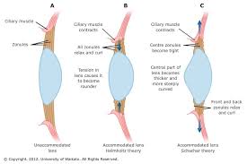 Theories Of Eye Accommodation Accommodation Eye Ciliary Muscle Eye Anatomy