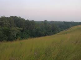 Image result for Belonophora coffeoides