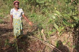 People Flee As Elephants Destroy Homes and Farms Searching For Food