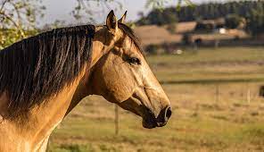 This site contains information about buttermilk buckskin paint horse. 10 Fun Facts About Buckskin Horses Horse Illustrated