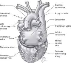 Posterior view of heart diagram. Cardiac Anatomy Thoracic Key