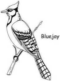 Blue Jay Coloring Sheets Bird Coloring Pages Coloring Pages Bird Drawings