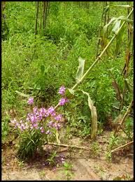 Image result for Striga hallaei