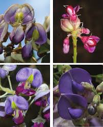 Image result for Millettia makondensis