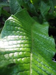 Image result for Microsorum pappei