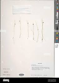 Image result for Fuirena leptostachya