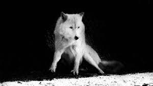 Red black and white wolf anime gif. White Wolf Gifs Get The Best Gif On Giphy