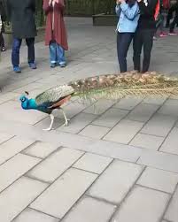 Abdou Dia (diabusiness)