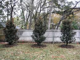 However, many tree nurseries have beautiful trees that can be planted and add to the appearance of the. Best Trees That Grow In Shade Shade Tolerant Trees Perfect Plants