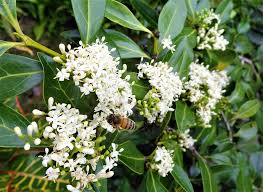 Image result for Psydrax subcordata