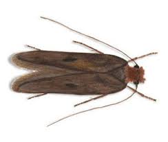 Aug 21, 2020 · pantry moths may look small, but they can cause big problems in your kitchen. Textile Pest Control Rentokil New Zealand