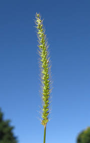 Image result for Setaria parviflora